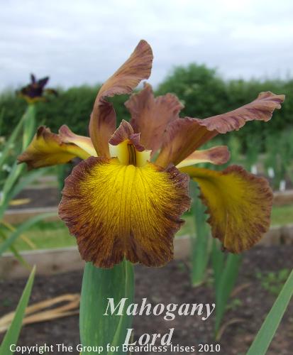 spuria Mahogany Lord 